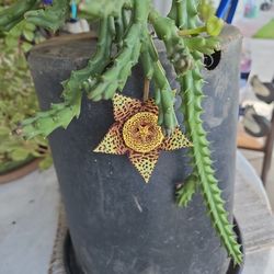 Stapelia Orbea Flowering....