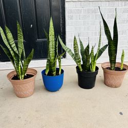 Snake Plants Live Plants Indoor Houseplants in Pot Home Decor - 15 each 