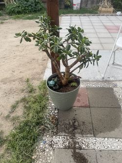Plants For Sales