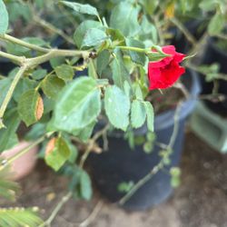 Big Rose Bush 