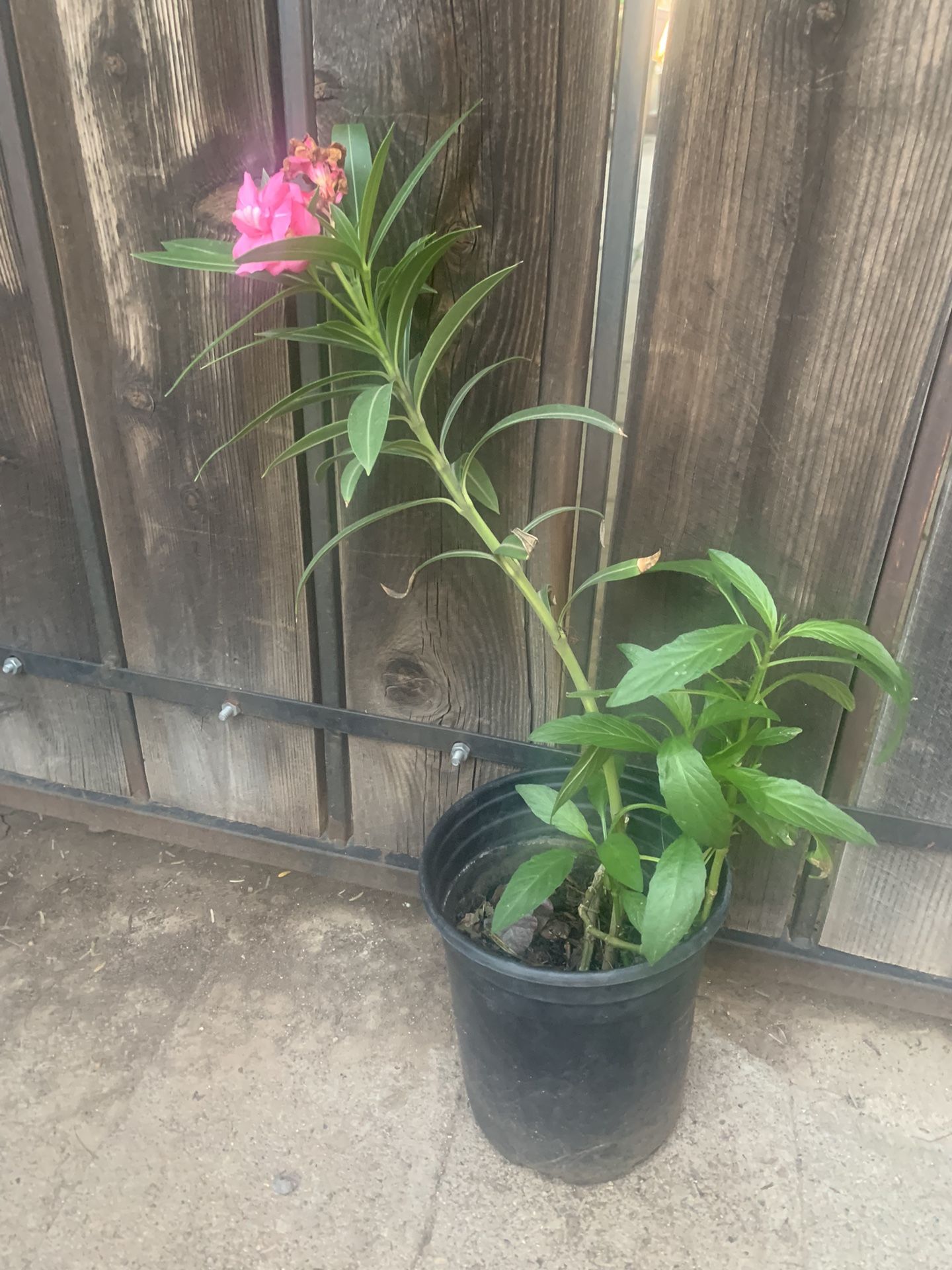 1 Gal Two-in-One Pink Oleander And Purple Ruellia Plant