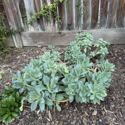 Two Live Rock Purslane Succulent Plant Calandrinia spectabilis Purple Flowers