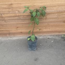 Planta De Chile Manzano