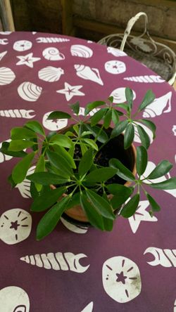 Green Tree Plant ( Sheffiera Arboricola)