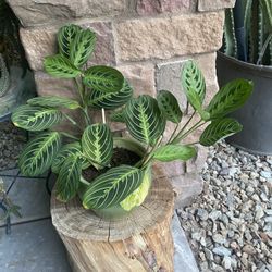 Prayer Plant