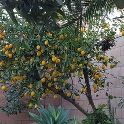 Organic Lemons Home Grow