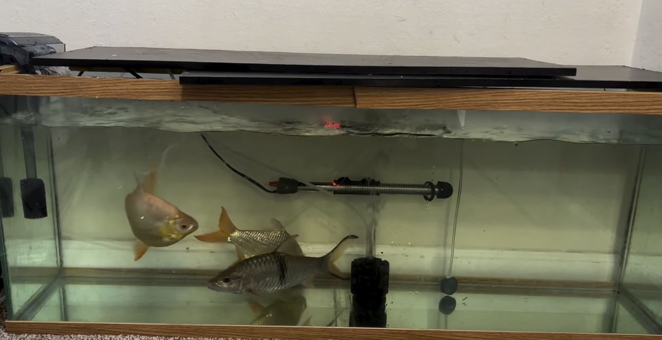 Fish Tank