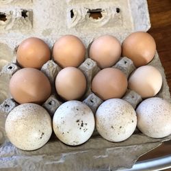 Turkey Chicken