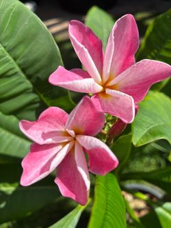 Beautiful Blooming Plumeria