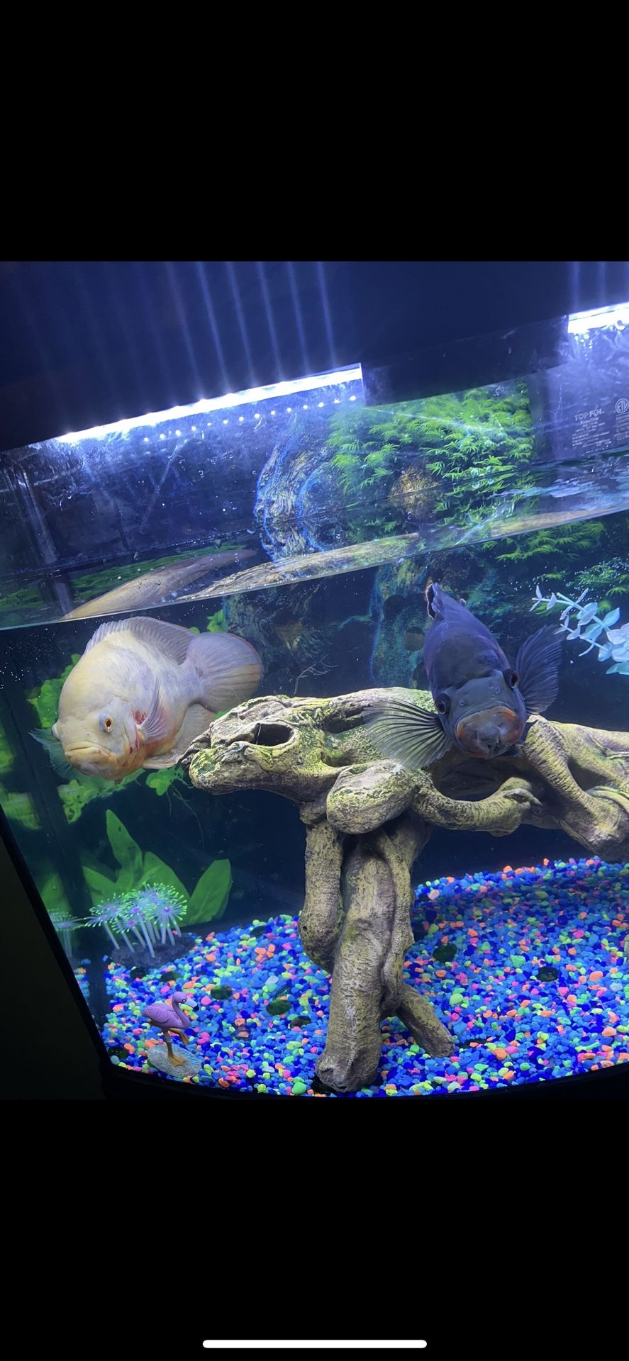 Fish Tank