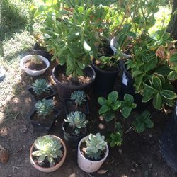 Plant’s 
