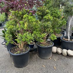 Japanese boxwood topiary bonsai 