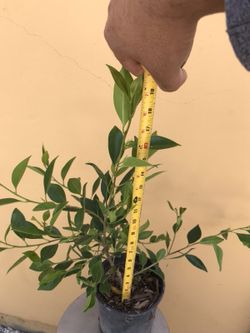Ficus trees