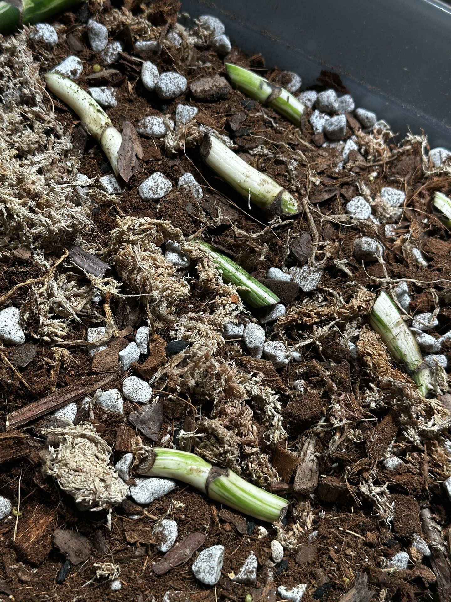 Albo Nodes (Read description)