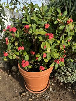 Corona De Cristo Grande 