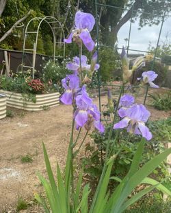 German iris
