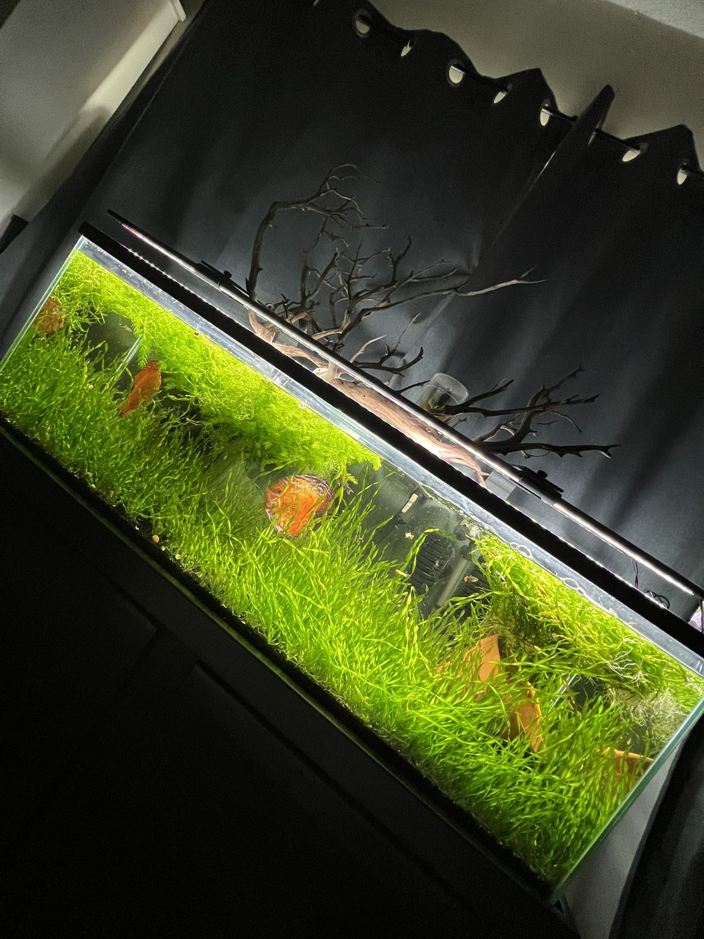 Fish Tank Aquarium Pecera Plants 