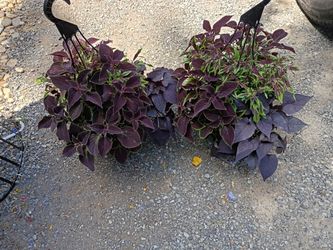 Coleus hanging baskets