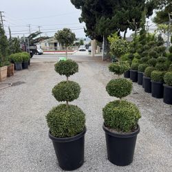 Boxwood Tiers