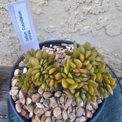 Succulent  plants korean imported 
