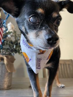 Dog Bandanas Scarfs