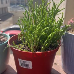 Watch Chain Succulent Plant Sell Or Trade