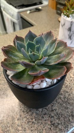 Real succulent