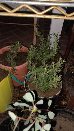 3 plantas de Romero $5 cada una