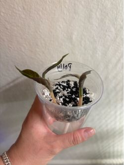 Alocasia Polly x4