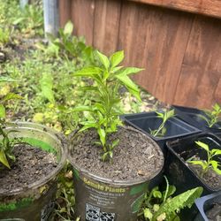 Pepper Plant Chile Chilpetin 