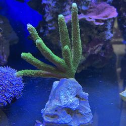 Fake Coral Green Slimer Acro Colony