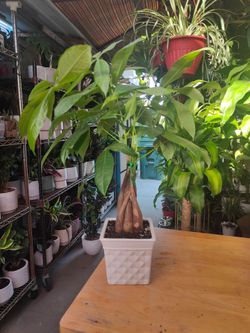 Money Tree