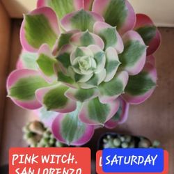 HUGE PLANT SALE Today SATURDAY FROM 1PM TO 5PM IN SAN LORENZO FROM  $3 TO $25