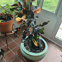 Large Colorful Croton Plant With Beautiful Ceramic Pot 