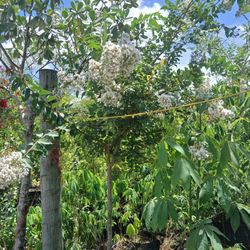 White Crape Myrtle Tree🌳🤍$200