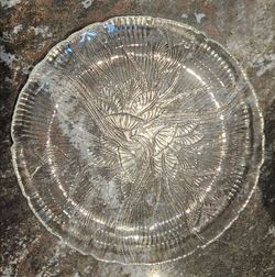 Arcoroc Canterbury Glass Dinner Plates 10 3/4"