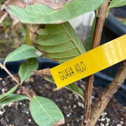 Kilo Guava Fruit Tree 