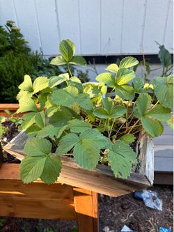 Strawberries