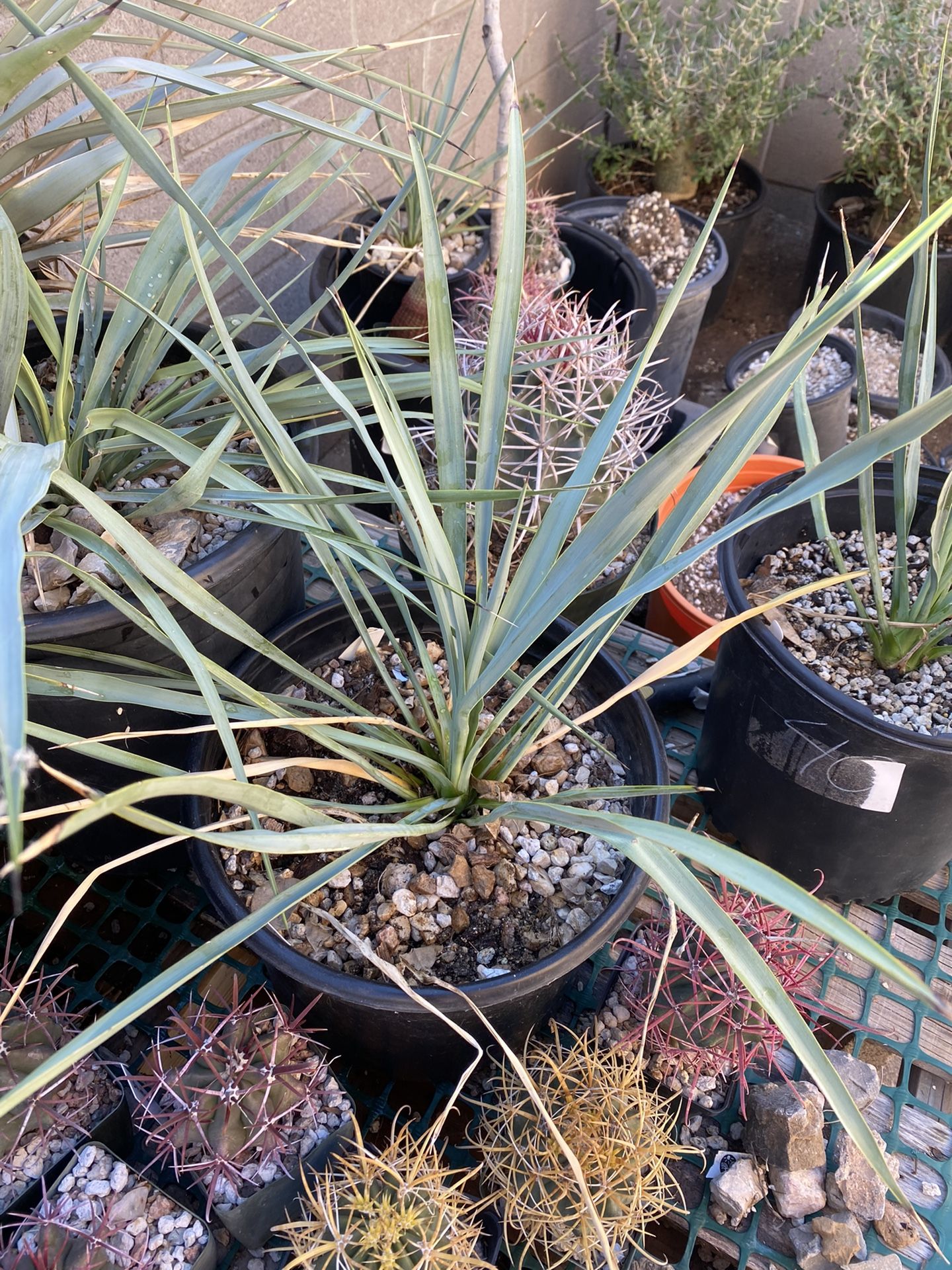 Blue Sentry Yucca (Yucca rigida)