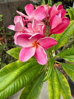 Rachael loud plumeria tree fully root