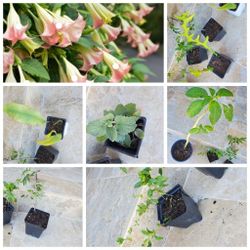 Lots of beautiful edible/flowering plants to buy individually or bundle - see description