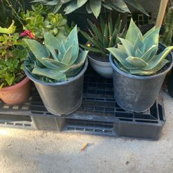 Agave