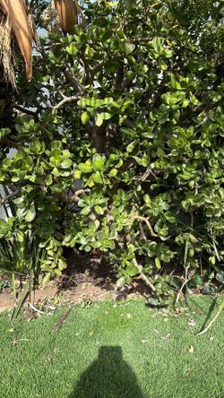 2 Mature Jade plant