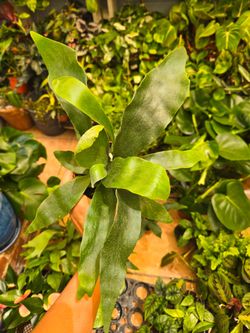 Staghorn fern 4" pot