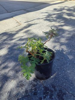 Citronella plant