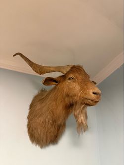 Goat Taxidermy