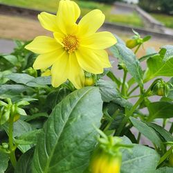 Add Some Flowering ANNUALS or PERRENIALS! 