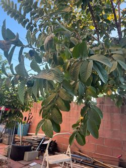 Guava