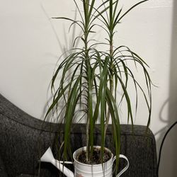 Indoor Plant 