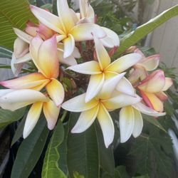 Plumeria 